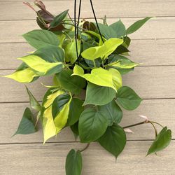 Philodendron Mix live plant comes in a 6” nursery pot. check profile for more 🪴 