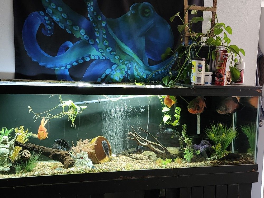 125 Gallon Fish Tank