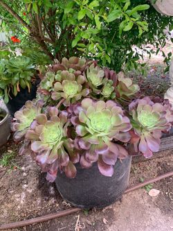 Large succulent plant