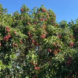 Lychees For Sale, Hand Picked From Tree FRESH