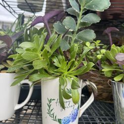 Succulent 