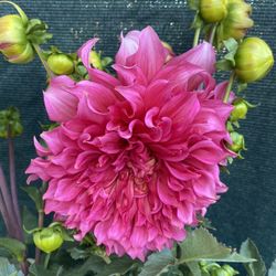 Planta De Flor De Dhalia Con Flor Extra Grande, En Maceta De 5 Gallones Pick Up Only