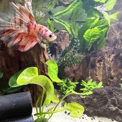 Aquarium Fish Tank “Plant”