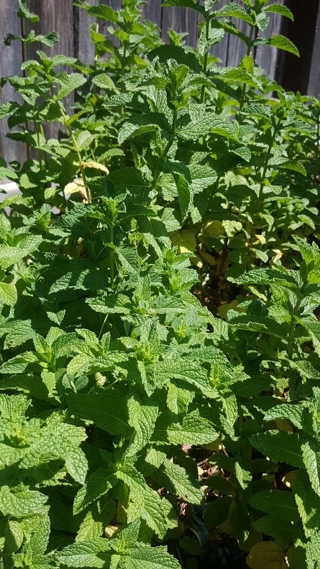 Yerba buena (Mint plant) "Good herb"Plant