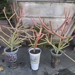 Selling This Pretty Fire Stick Plants