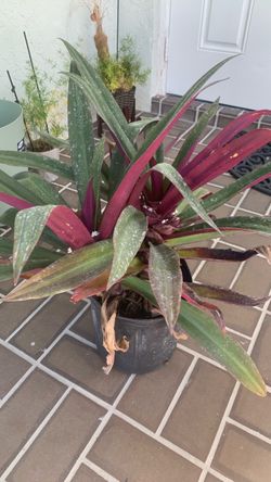 Bromeliad Plant in Black Nursery Pot