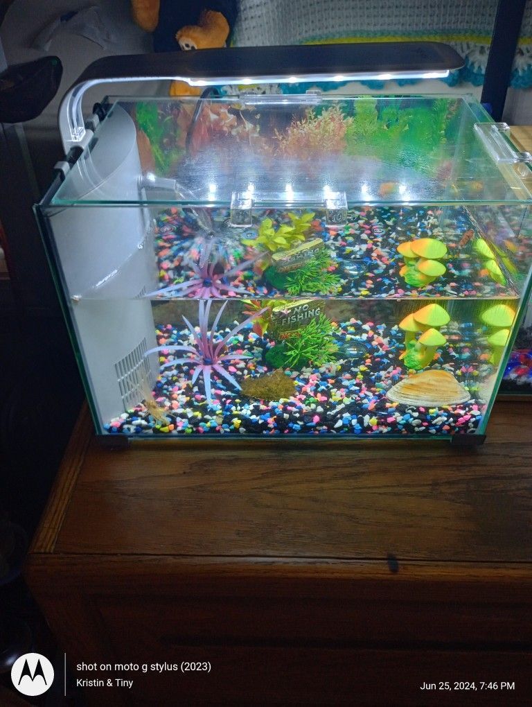 5 Gallon Beta Tank