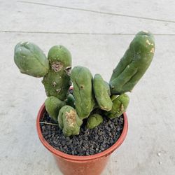 Penis Cactus Imported