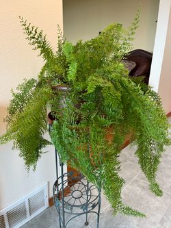 Cotton Candy Fern - Live Plant