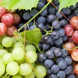 Grapes Plant