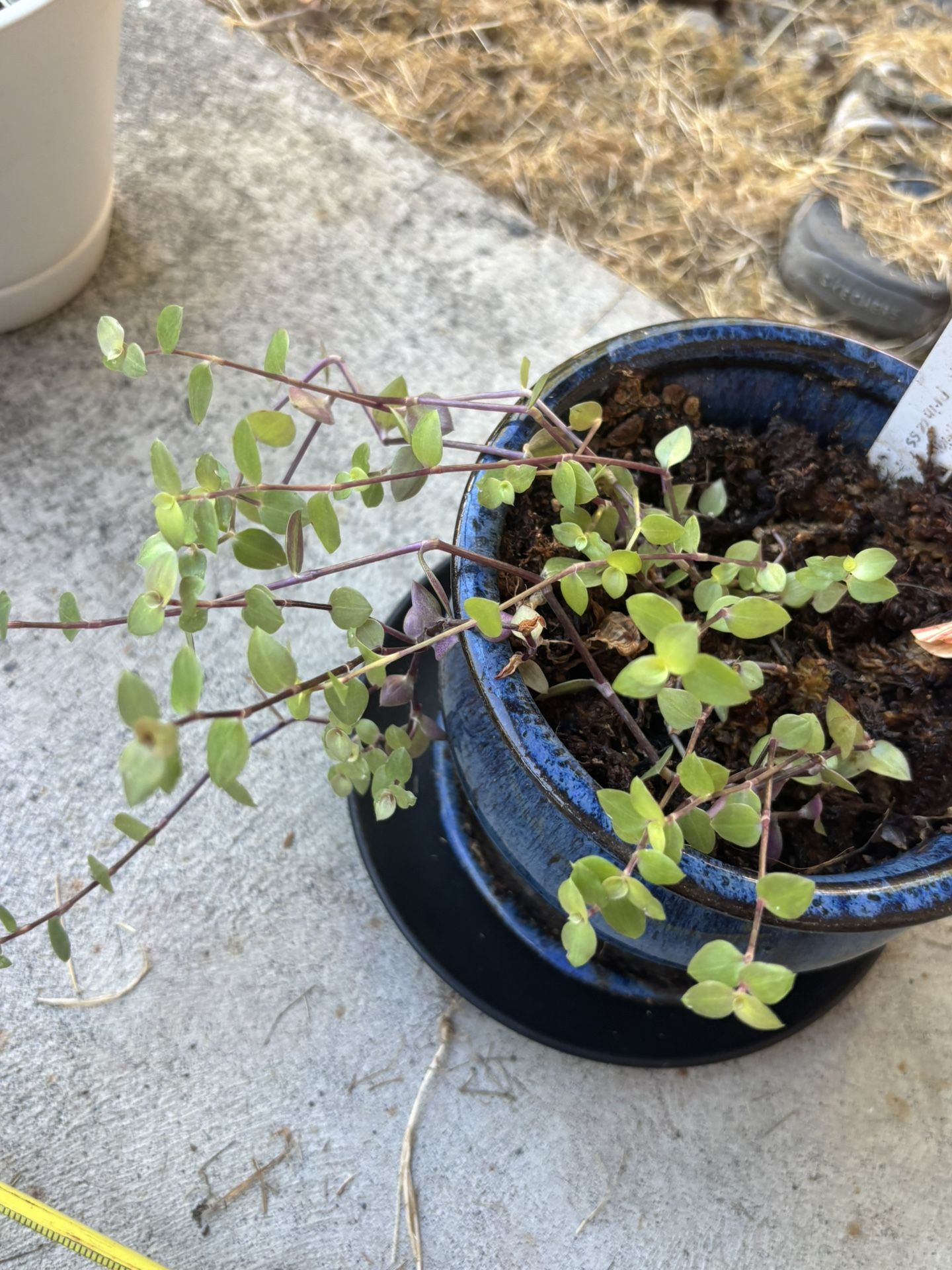 Cute Turtle Vine In A Navy Blue Ceramic Pot