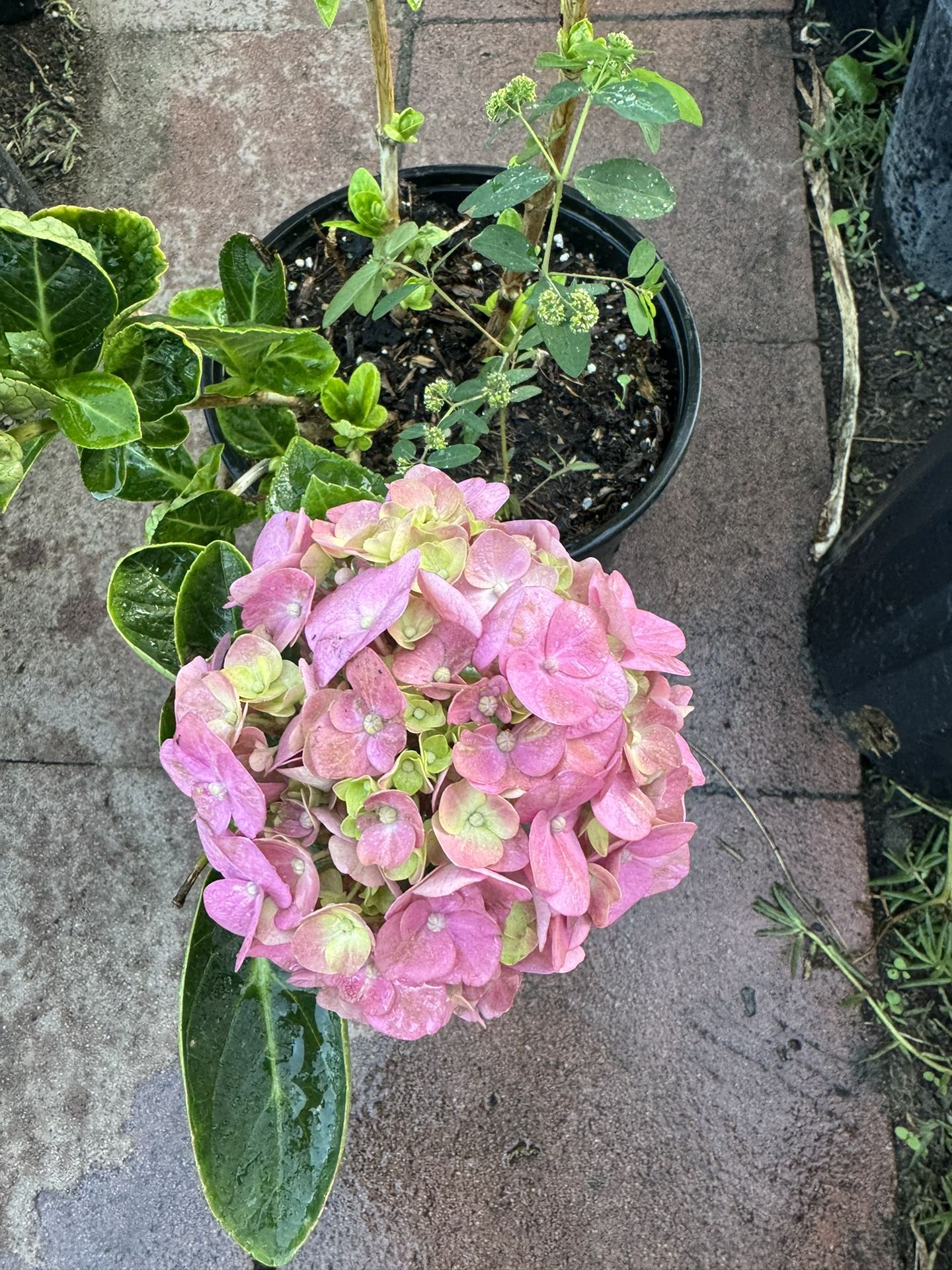Hydrangeas Plant