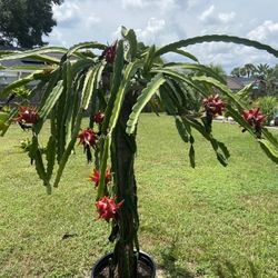 Dragon Fruit Plants