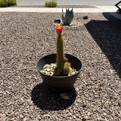 Sale, Torch Cactus