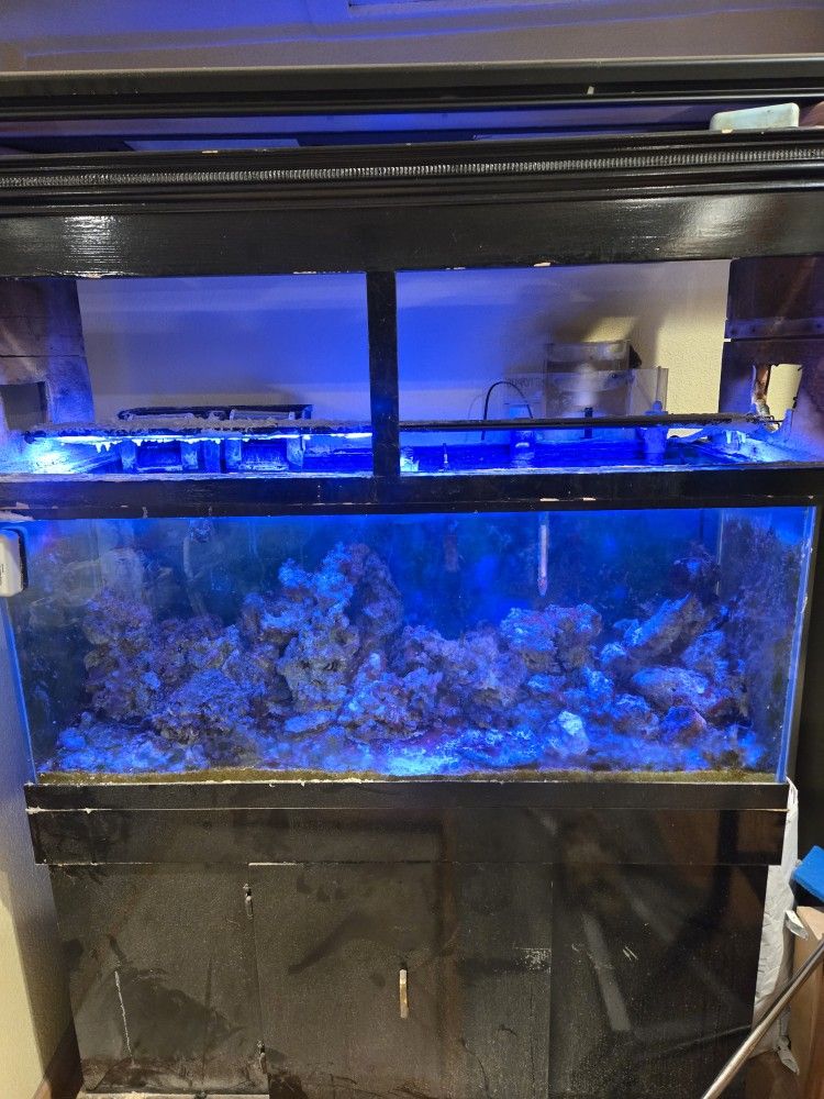 75 Gallon Salt Water Fish Tank With Everything In Pictures