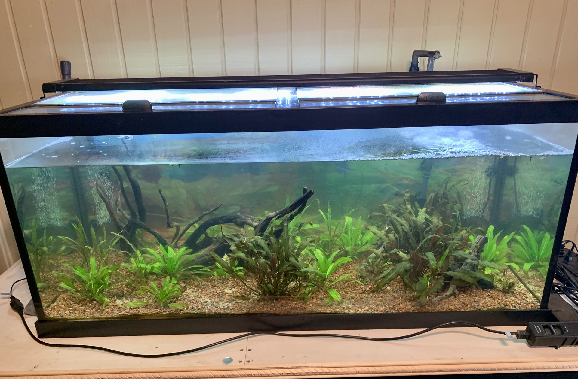 75 Gallon Freshwater Tank & More