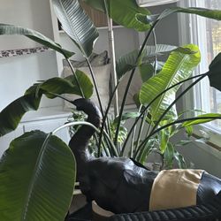 Plant- Bird Of Paradise 