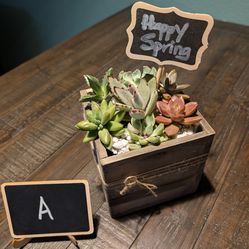 Decorative Potted Succulents