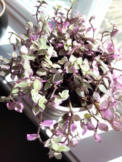 Cute small-leaved Callisia  Repens  “Pink lady”. Textured 5"H pot included.