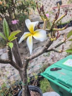 Plumeria Plant One Gallon 6 tips