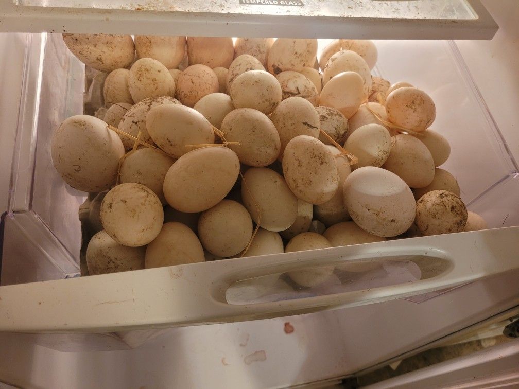 Ducks Eggs