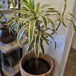 Big Fiddle leaf tree and houseplants for sale