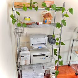 Jade Pothos 100” (8.3’) long  vein Live plant indoor