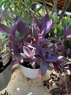 Plant
