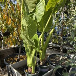 Elephant Ears Plant 5gal