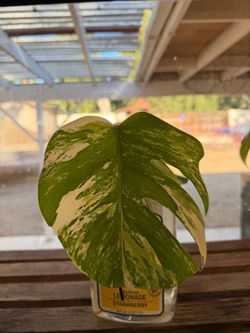 Monstera Albo cutting 2 leaf