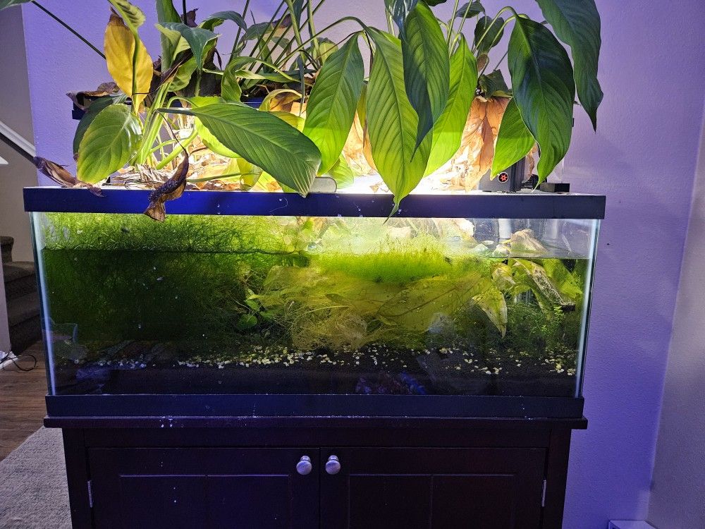 Planted Aquarium Tank Setup
