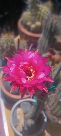 Beautiful cactus 🌵