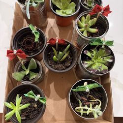 Christmas Succulents $1 Each