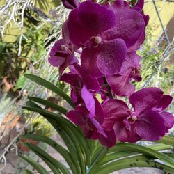 Blooming Vanda Orchid 
