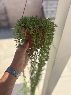 3 Feet long Trailing Succulent in Terracotta Hanging Pot