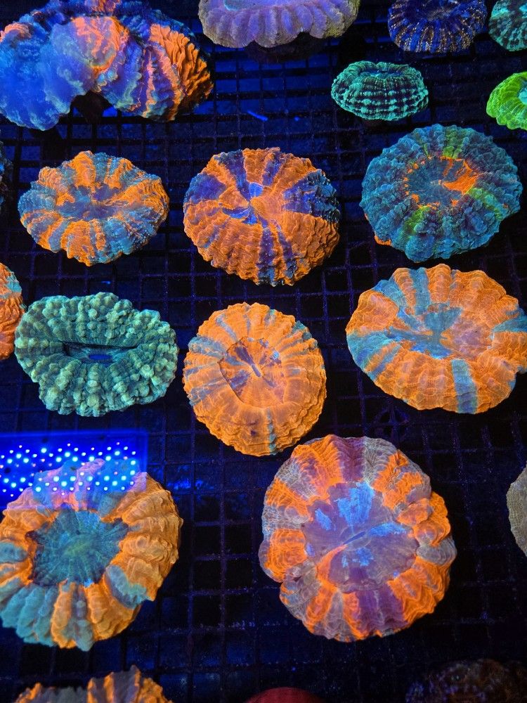 🔥CORALS DECORATIONS FOR MARINE TANK OVER 500 CORALS IN STOCK PICK-UP - DELIVERY - SHIP