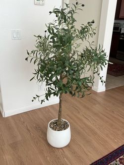 Olive tree