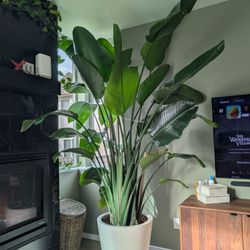 9' Tall White Bird Of Paradise Houseplant With Pot