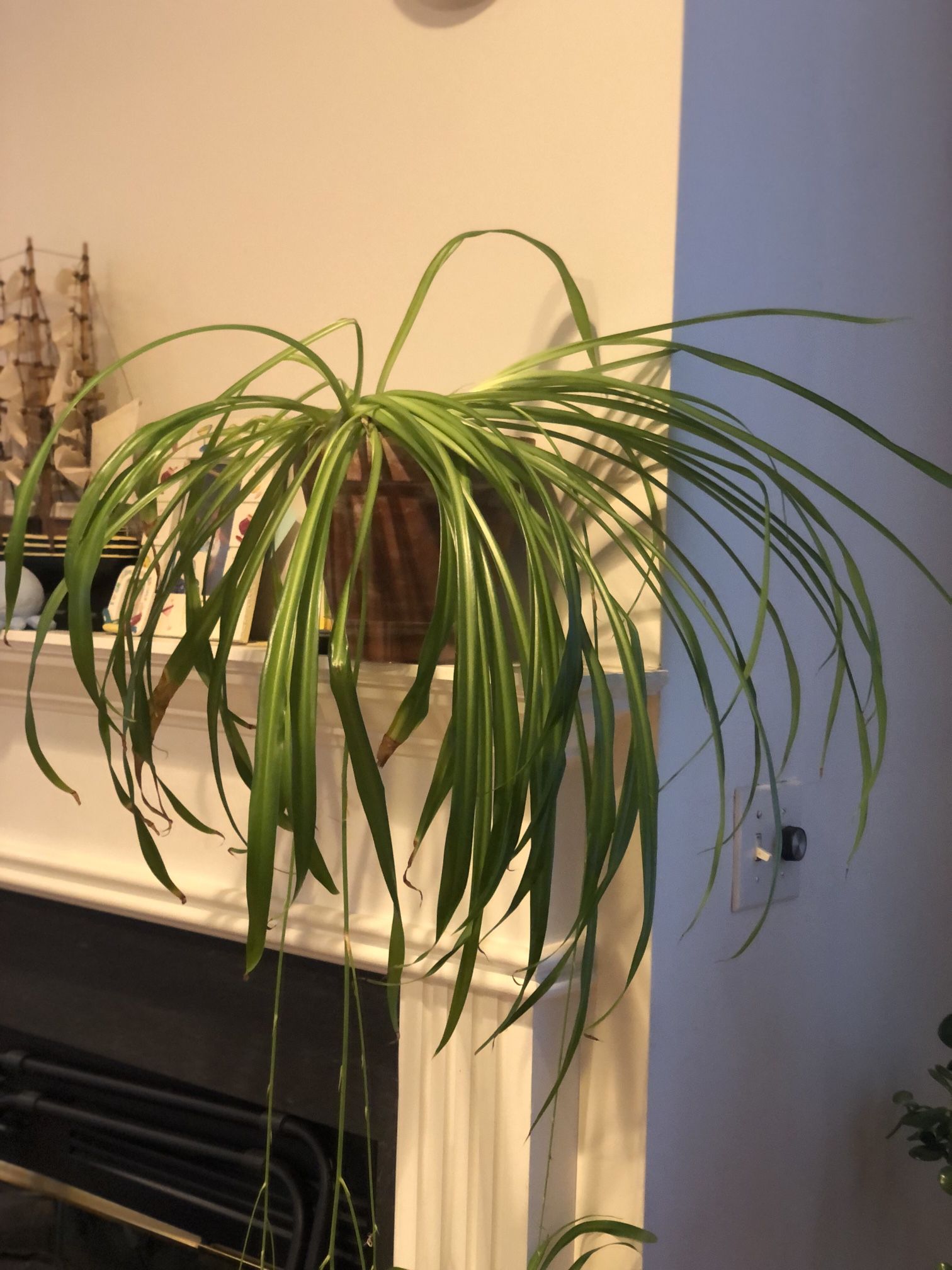 Mature Green Spider Plant With Babies