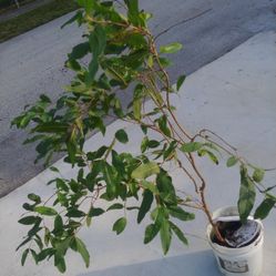 6 Foot Guava Tree