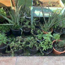 Small and medium aloe vera plants elephant food