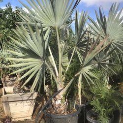 Bismarckia Palm Tree 25gal