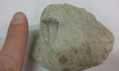 Shark tooth fossil in matrix