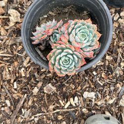 Succulent Plant