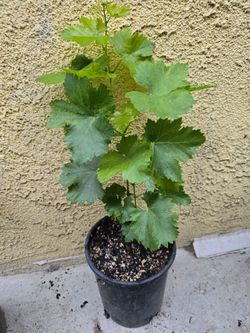 Grape plants seedless