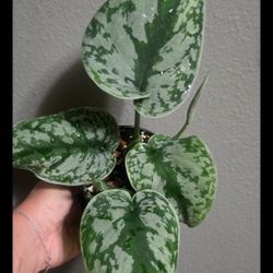 Scindapsus Exotica Plant 