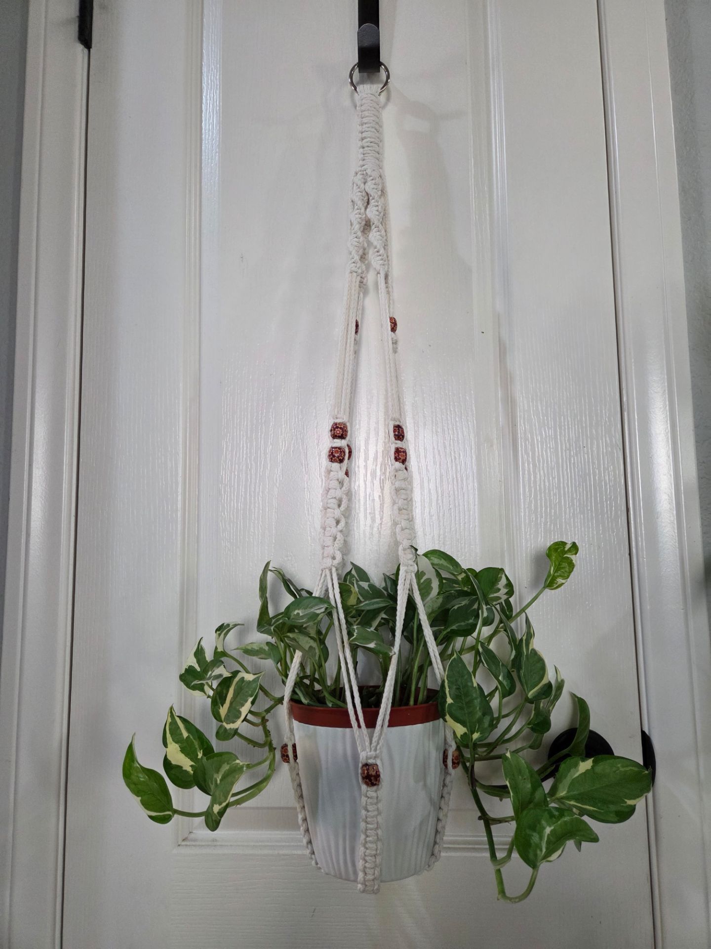 Hanging NJoy Pothos