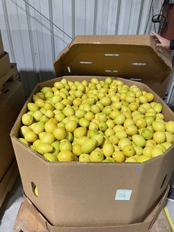 Limon Por Mayoreo Y Menudeo