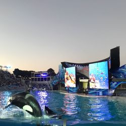 Seaworld Tickets 🎟️ 