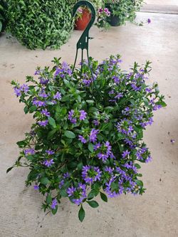 Scaevola Lantana Beautiful And Healthy HANGING BASKETS PLANTS ARRIVED. $14 each